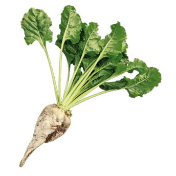 sugar beets product teaser 1