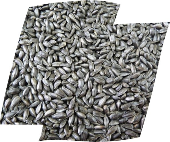 Grey sunflower seeds