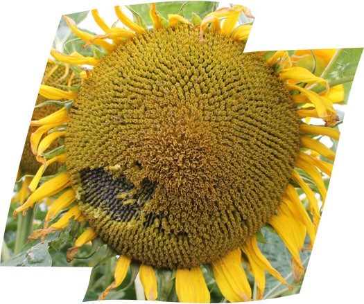 Image2.jpg3