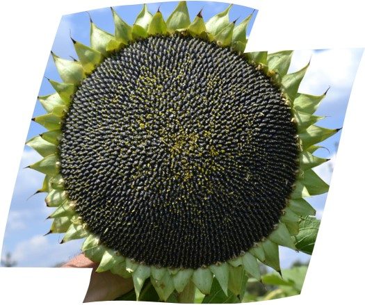 Image3.jpg2